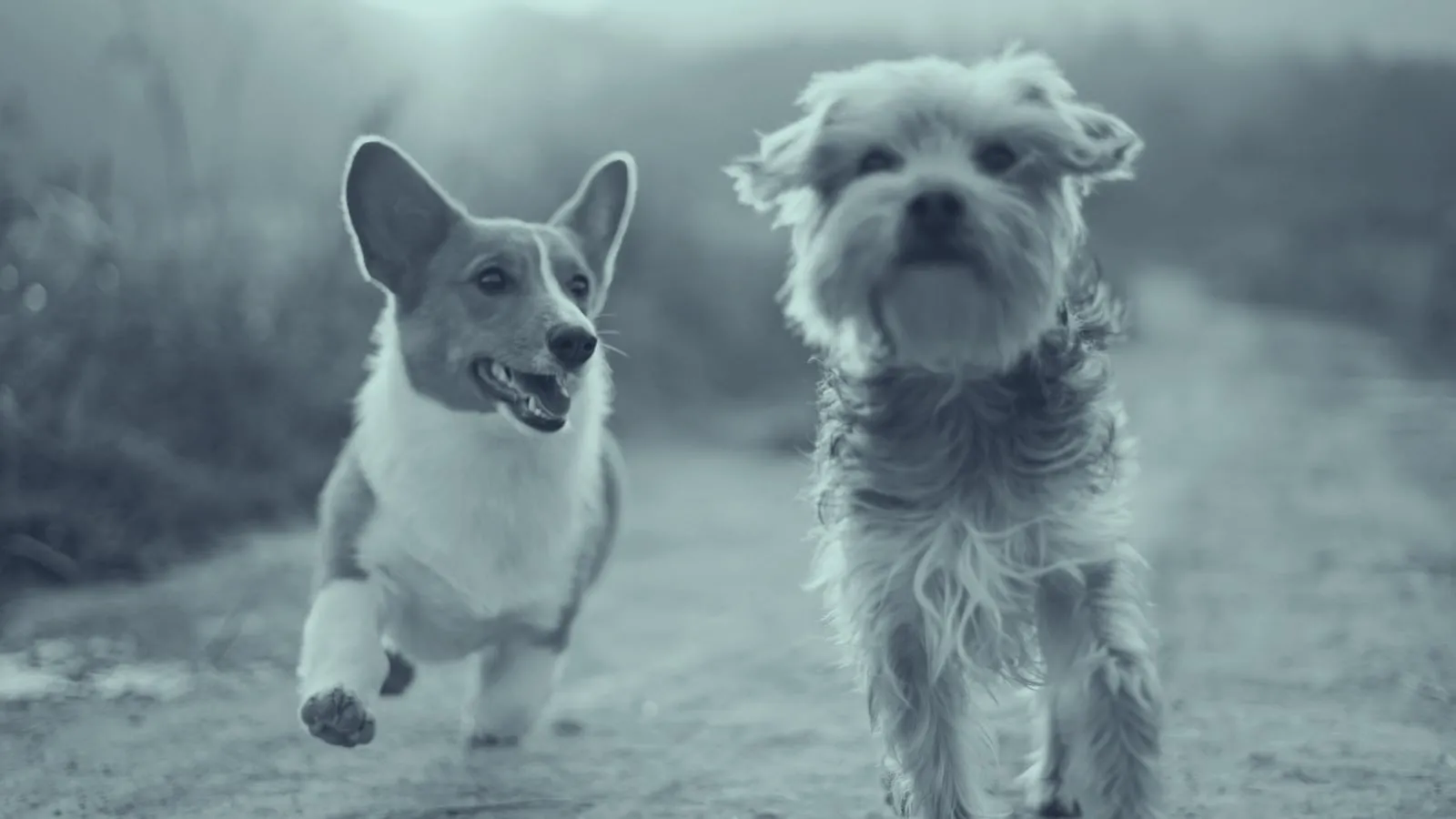 Professional pet groomer caring for a happy dog at a grooming salon